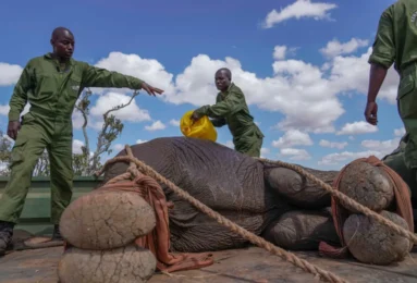 Kenya relocates 50 elephants to a larger park as population thrives