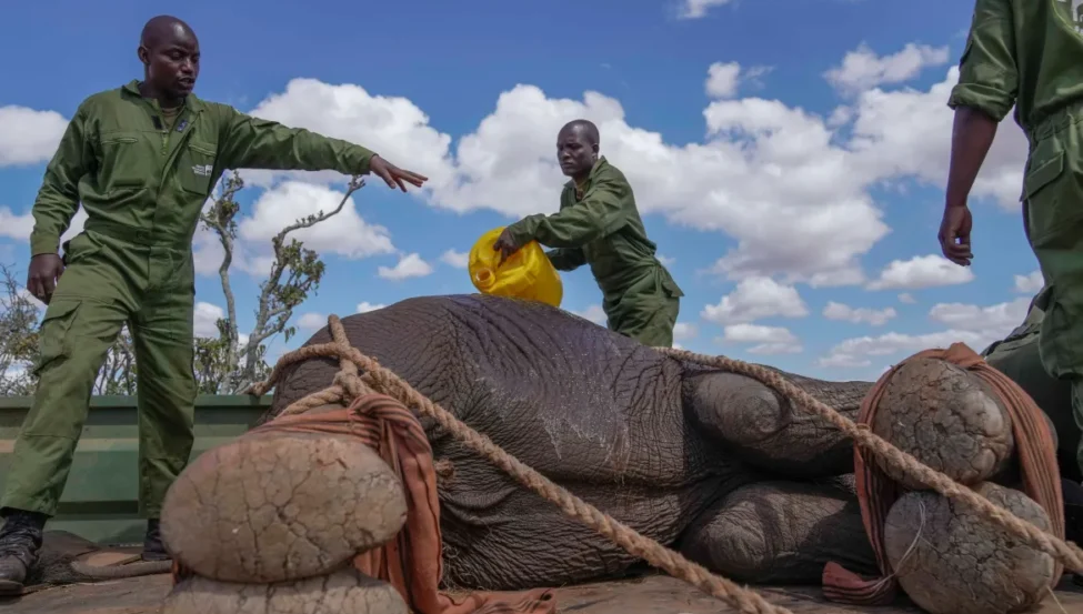 Kenya relocates 50 elephants to a larger park as population thrives