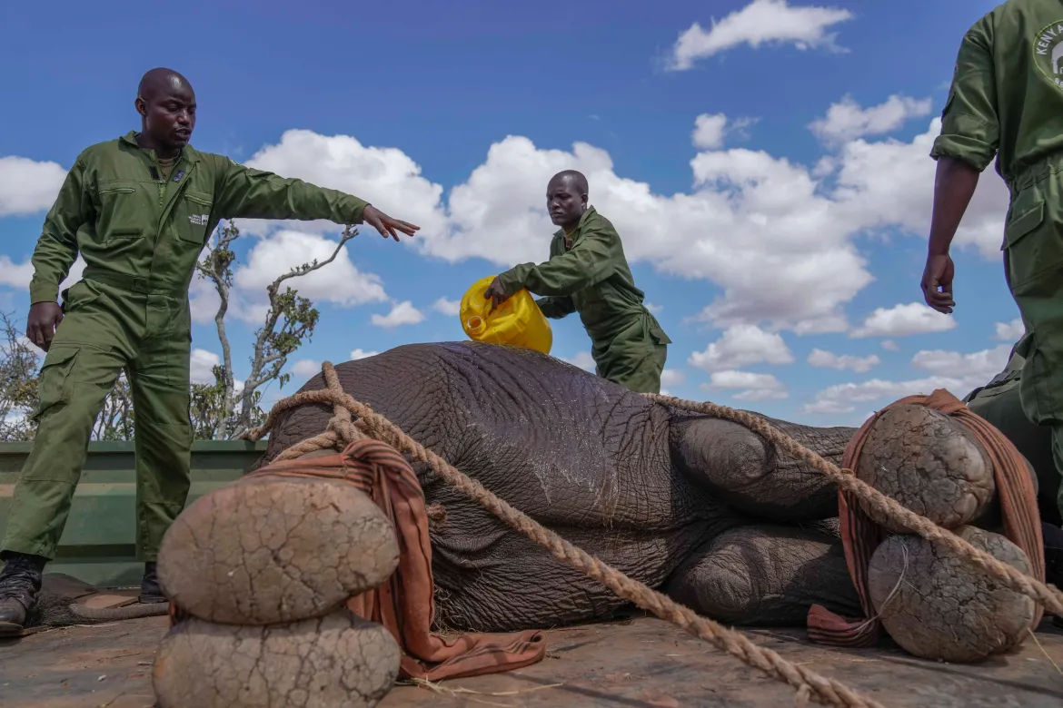 Kenya relocates 50 elephants to a larger park as population thrives